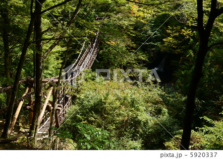 かずら橋 5920337