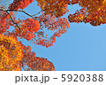 青空の中に紅葉 5920388