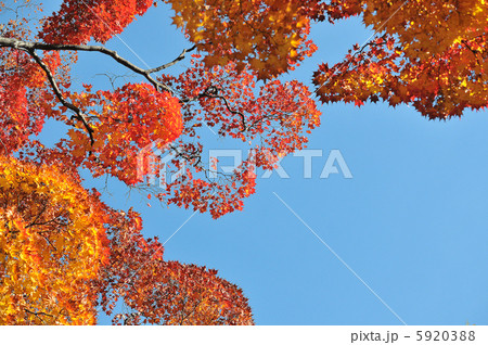 青空の中に紅葉 5920388