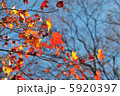 残りわずかな紅葉 5920397
