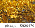 晩秋のイチョウ並木 5920470