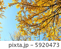 イチョウと鮮やかな秋空 5920473