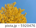 秋空と鮮やかなイチョウ並木 5920476