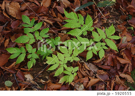 ブナ若木 ブナ若木 5920555