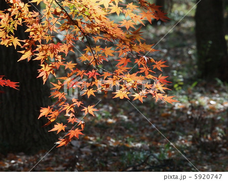 紅葉 5920747