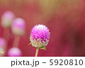 センニチコウ 5920810