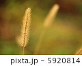秋の猫じゃらし 5920814