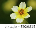 ビデンス 5920815