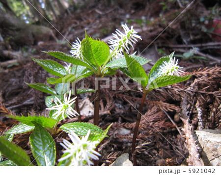 ヒトリシズカ(Chloranthus japonicus) ヒトリシズカ(Chloranthus japonicus) 5921042