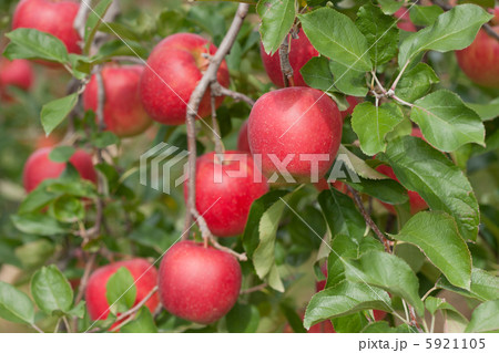 リンゴ畑 陽光 リンゴ畑 陽光 5921105
