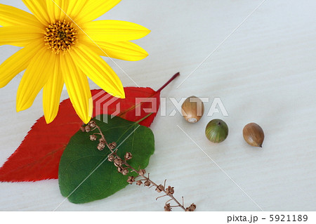 落葉とドングリと木の実と黄色い花の秋のイメージ 5921189