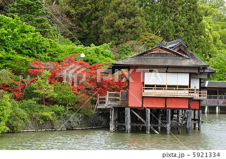 京都 長岡天満宮の霧島ツツジ 京都 長岡天満宮の霧島ツツジ 5921334