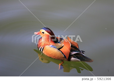 オシドリ 5921366