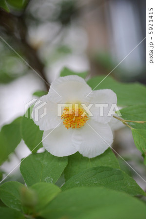 沙羅双樹の花 沙羅双樹の花 5921415
