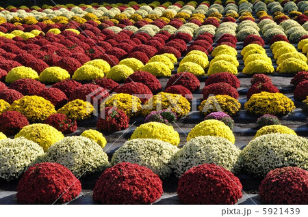 沢山のざる菊 沢山のざる菊 5921439