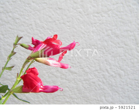 チェリーセージ 5921521