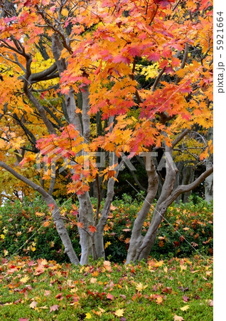 ハウチワカエデの紅葉 5921664