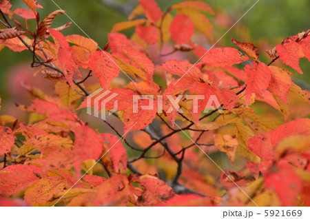 アカシデの紅葉 5921669