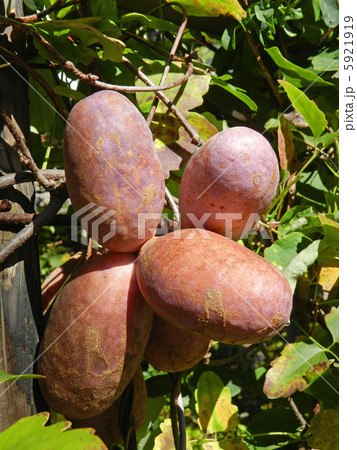 ミツバアケビ（三葉木通） 5921919