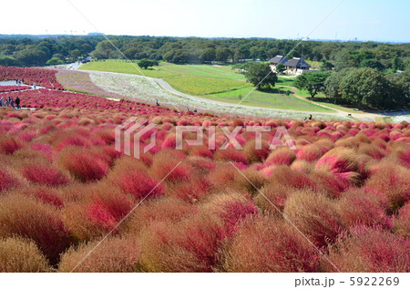 みはらしの丘 5922269