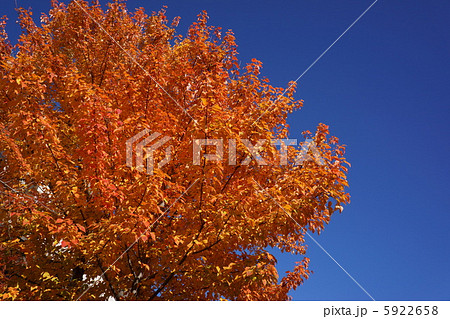 ハナノキの黄葉 ハナノキの黄葉 5922658