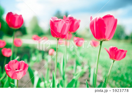 Beautiful tulips against dramatic sky 5923778