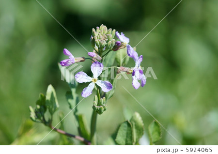 大根　野生化しているので浜大根かな。　紫の花 5924065
