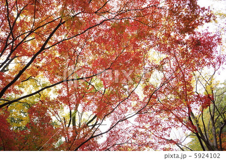 紅葉 紅葉 5924102