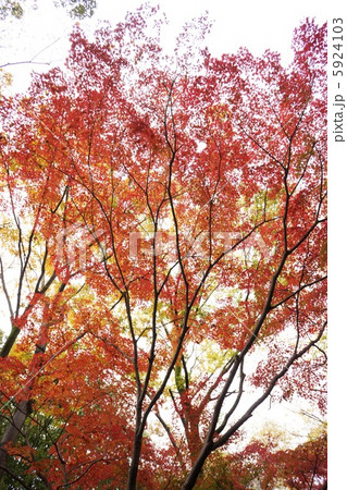 紅葉 紅葉 5924103