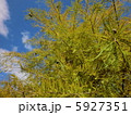 落羽松 5927351