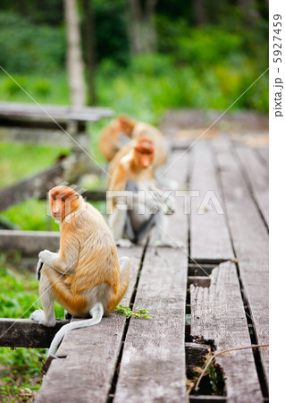 Proboscis monkeys Proboscis monkeys 5927459