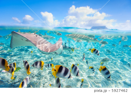 Bora Bora underwater 5927462