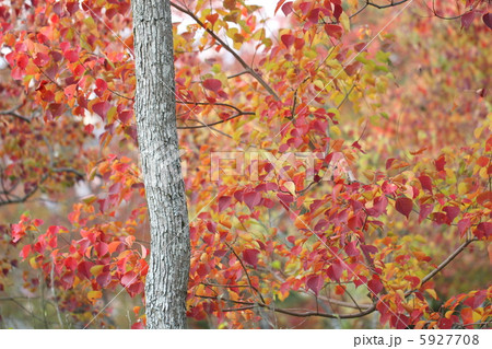 ナンキンハゼの紅葉 5927708