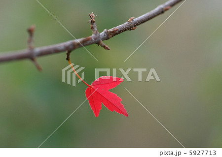 トウカエデの紅葉 5927713