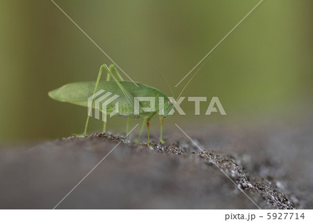 ツユムシ 5927714
