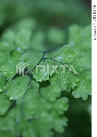 アジアンタムと雨滴  5928346