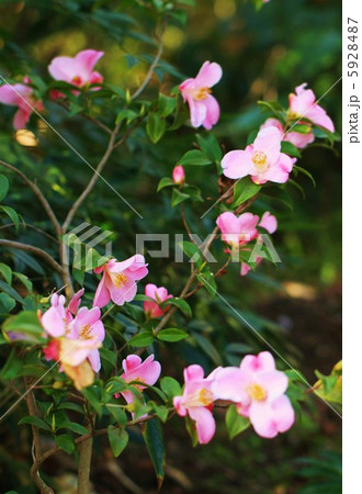 椿 ピンク 椿 ピンク 5928487