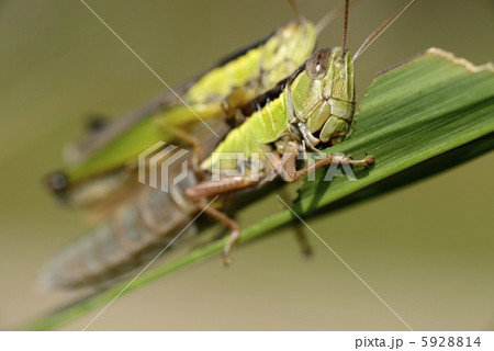 ススキを食べるイナゴ 交尾 草むらの写真素材