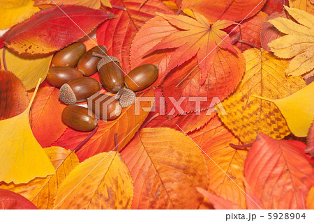 どんぐりと落ち葉の秋イメージ どんぐりと落ち葉の秋イメージ 5928904
