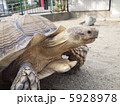 山口県徳山動物園のゾウガメ 山口県徳山動物園のゾウガメ 5928978