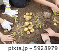 畑でジャガイモ掘り 畑でジャガイモ掘り 5928979