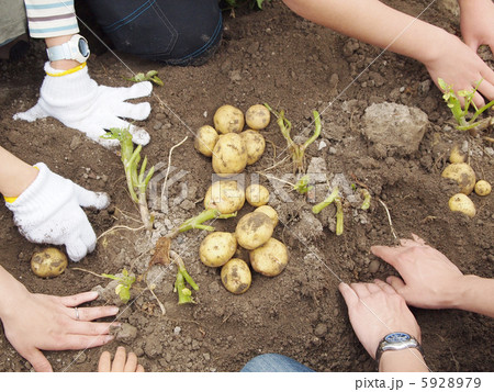 畑でジャガイモ掘り 5928979