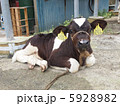 弓削牧場の乳牛の仔牛 弓削牧場の乳牛の仔牛 5928982