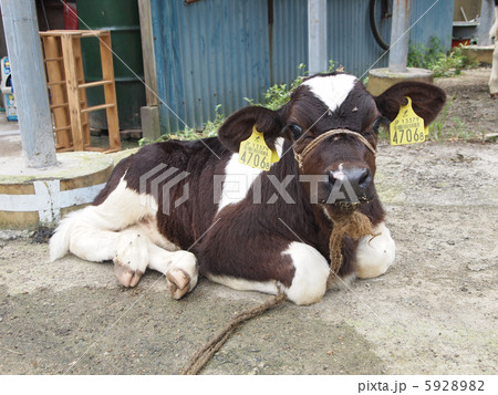 弓削牧場の乳牛の仔牛 5928982