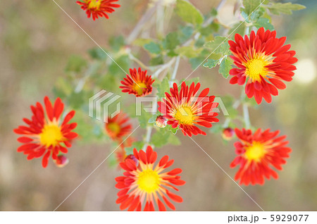 赤い風車菊 赤い風車菊 5929077