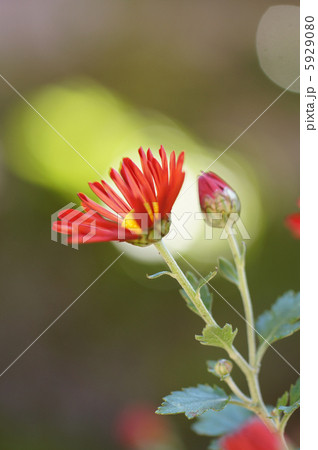 赤い風車菊 5929080