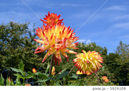 ダリア2 ダリア2 5929109