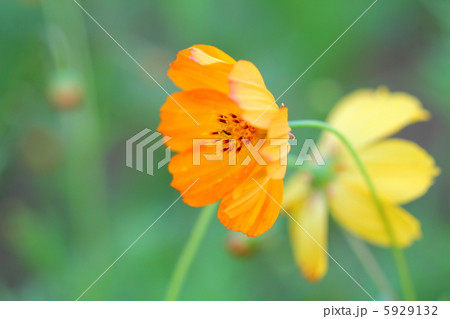 しっとりと咲くキバナコスモス 5929132