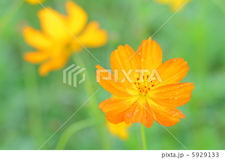 雨のしずくがついたキバナコスモス 5929133