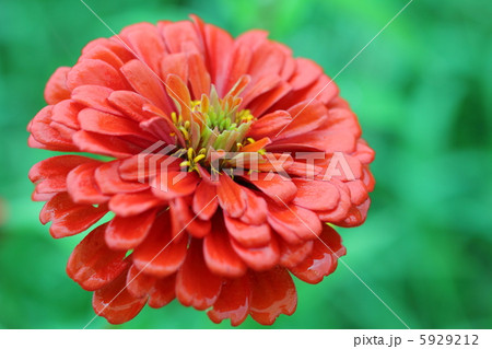 情熱的に咲く艶やかな百日草 情熱的に咲く艶やかな百日草 5929212